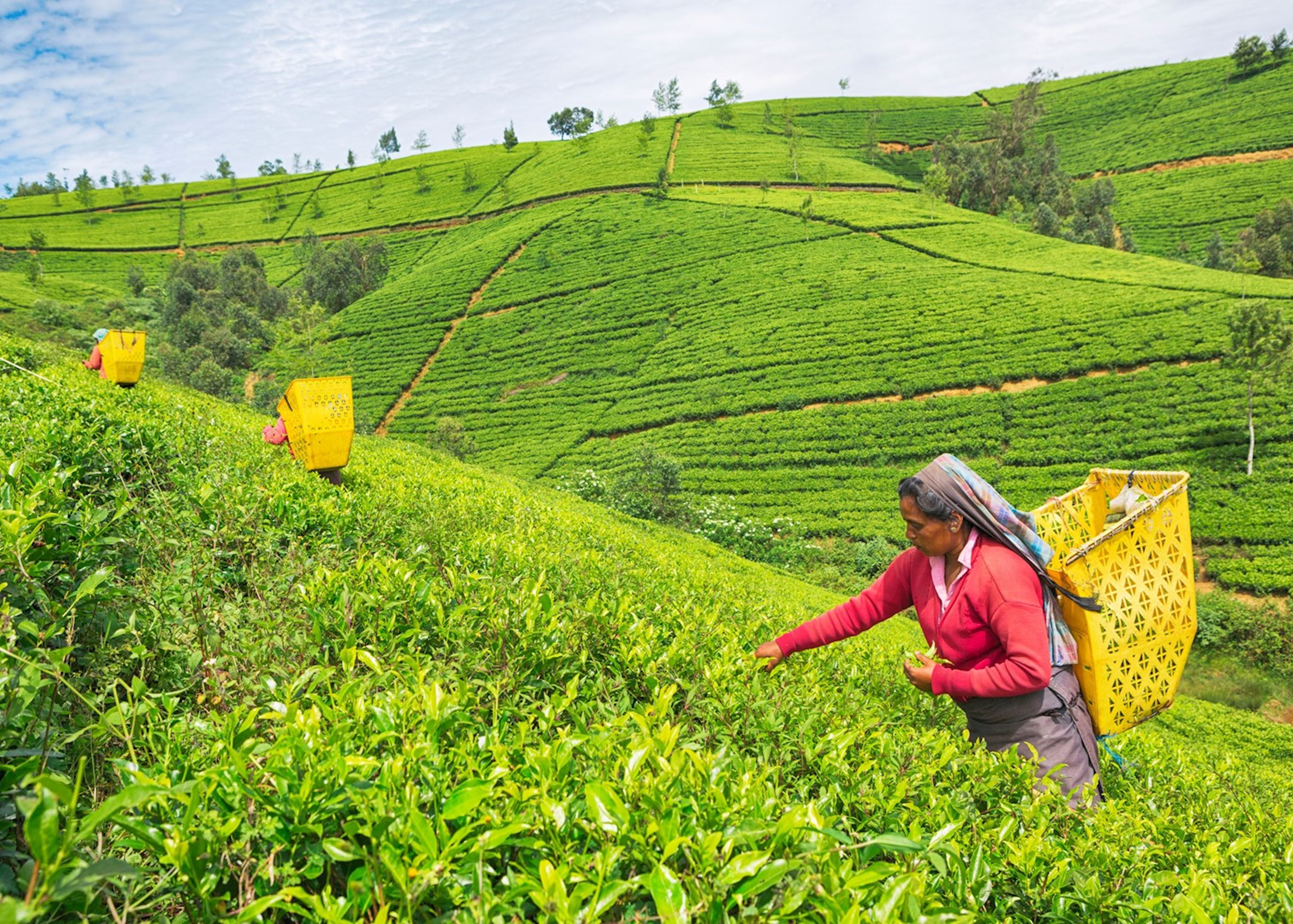 Nuwara Eliya Tea Plantations