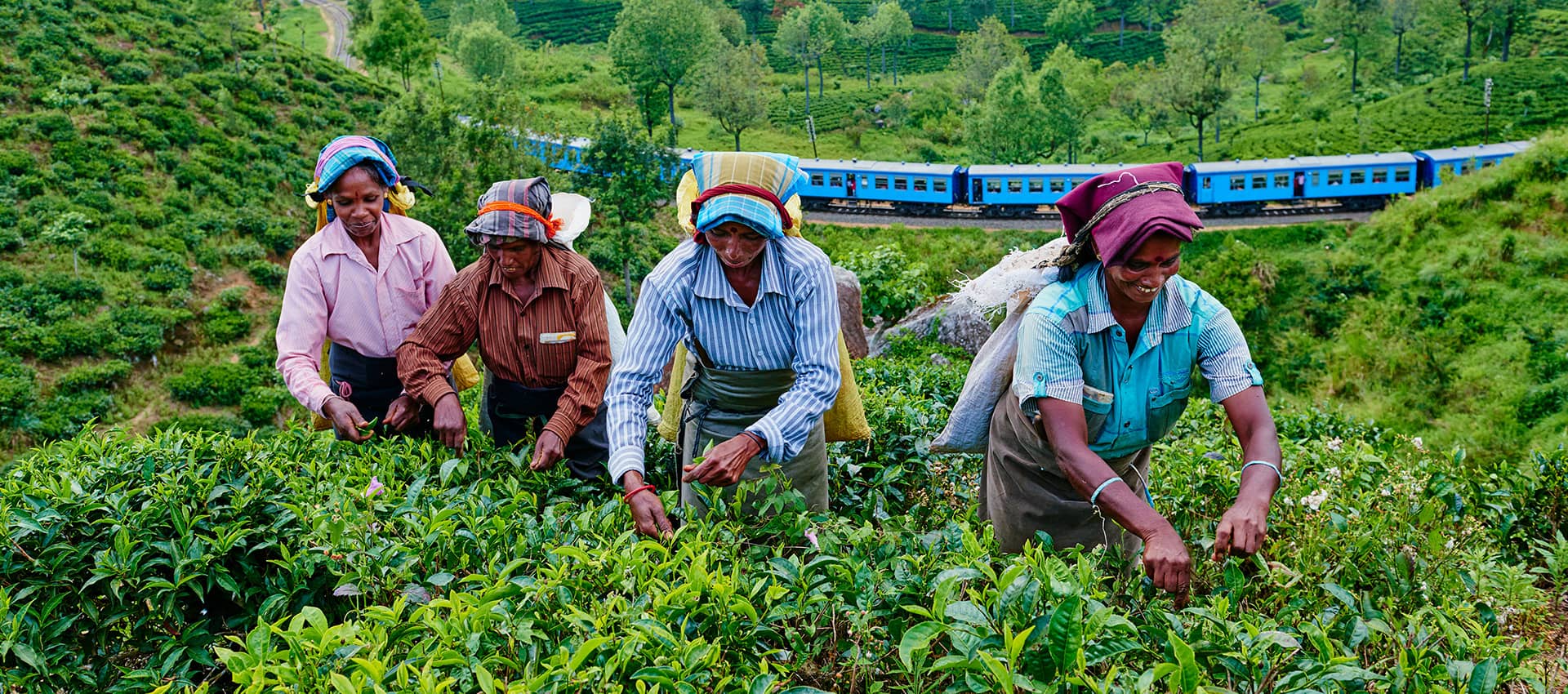 Tea Plantations in Nuwara Eliya